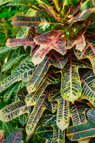 Colorful leaves on house plant © Asja Zec