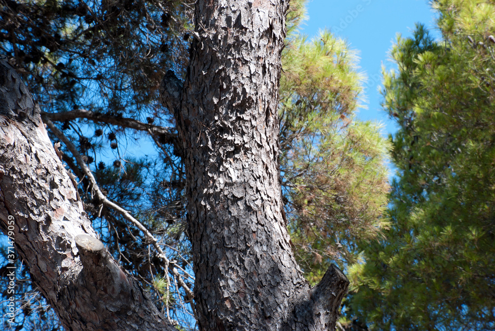 Athens, Greece, August 2020: Pine tree forest Athens, Greece, August 2020: Pine tree forest