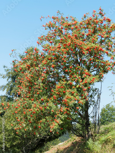 Rowan or mountain-ash (Sorbus aucuparia) with branches full of corymbs of small red scarlet ripen berries 