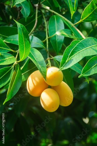 Plum Mango tropical fruit on tree, ripe of sweet Marian Plum mango fruit or Maprang or Mayongchid in Thai.