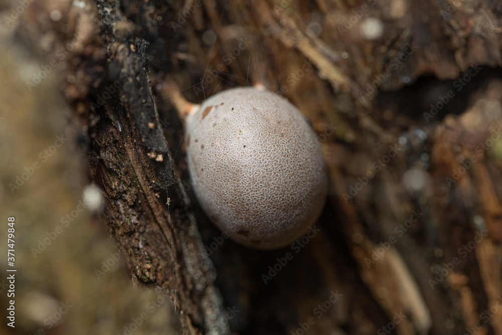 Lycogala flavofuscum slime mold fruit body grows in a tree gap. Round shaped slime mold with light grey color Lycogala flavofuscum slime mold fruit body grows in a tree gap. Round shaped slime mold with light grey color