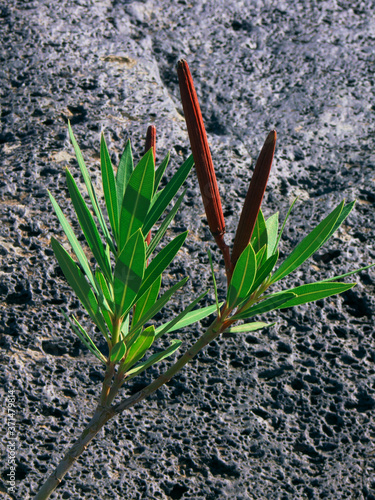 Leaves And Red Fruits Of Oleander Growing On Volcanic Rock Of Simeto Dried Riverbed, One Of Landmark Of Sicily Nature