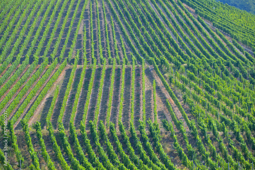 Weinberg an der Mosel