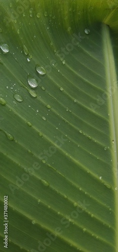 green leaf with water drops