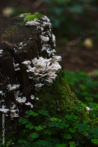 mushrooms that grew on an old stump