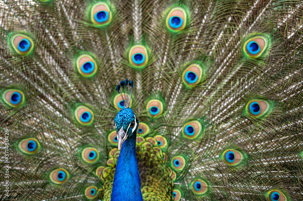 Fototapeta premium Male peacock bird, Pavo cristatus, with full display tail feathers