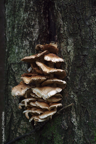 mushrooms that grew on an old stump