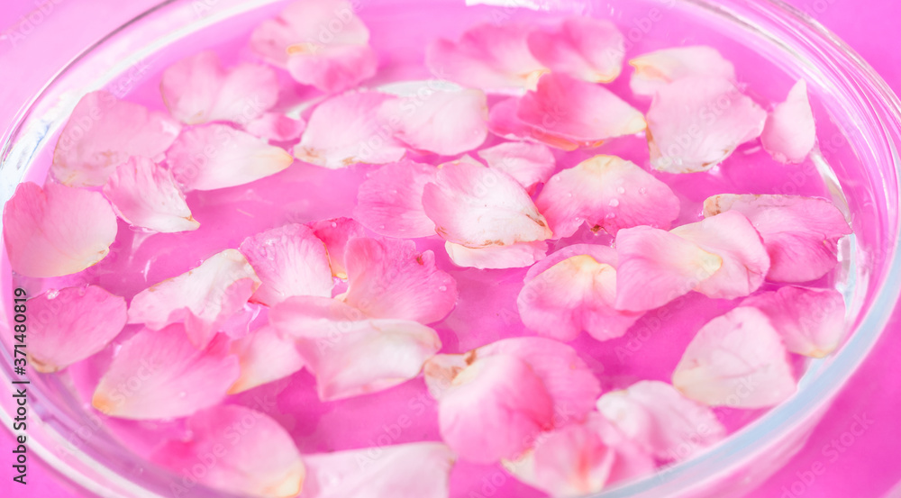Pink rose in water with beautiful dew, use for beauty spa or aroma therapy concept