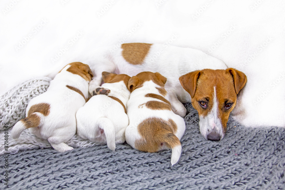 feeding tired dog Jack Russell Terrier falls asleep while feeding, his puppies on a knitted blanket