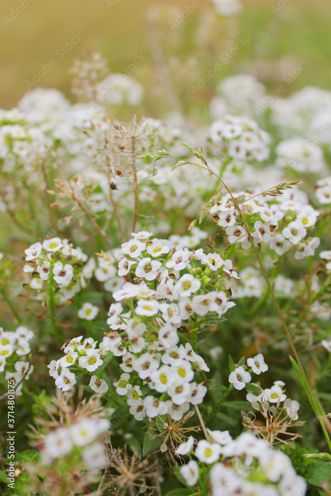 white flowers of the forest white flowers of the forest