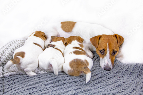 feeding tired dog Jack Russell Terrier falls asleep while feeding, his puppies on a knitted blanket
