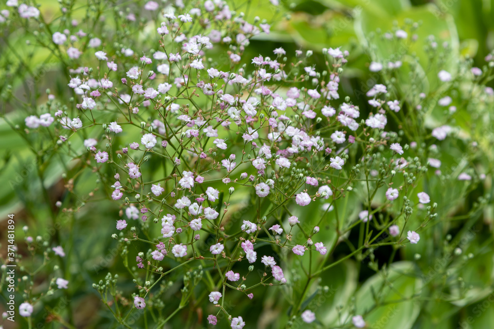 Common gypsophila (Gypsophila paniculata 'Flamingo') Common gypsophila (Gypsophila paniculata 'Flamingo')