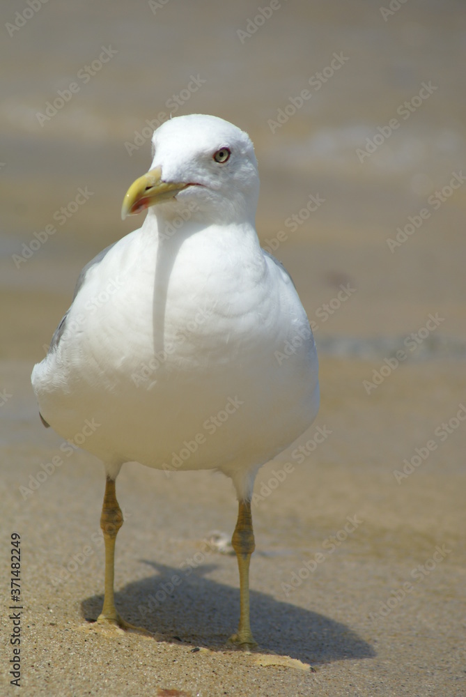 Close up of a white seagull standing on a sandy beach Close up of a white seagull standing on a sandy beach
