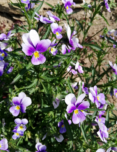 small purple garden flower with thin sheets in flowerbed. pansy 