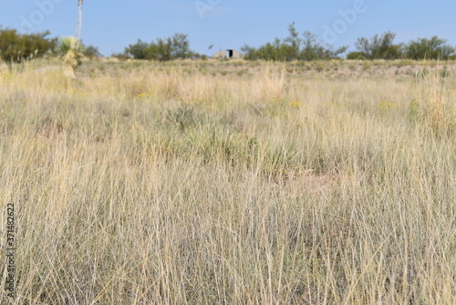 marfa west texas