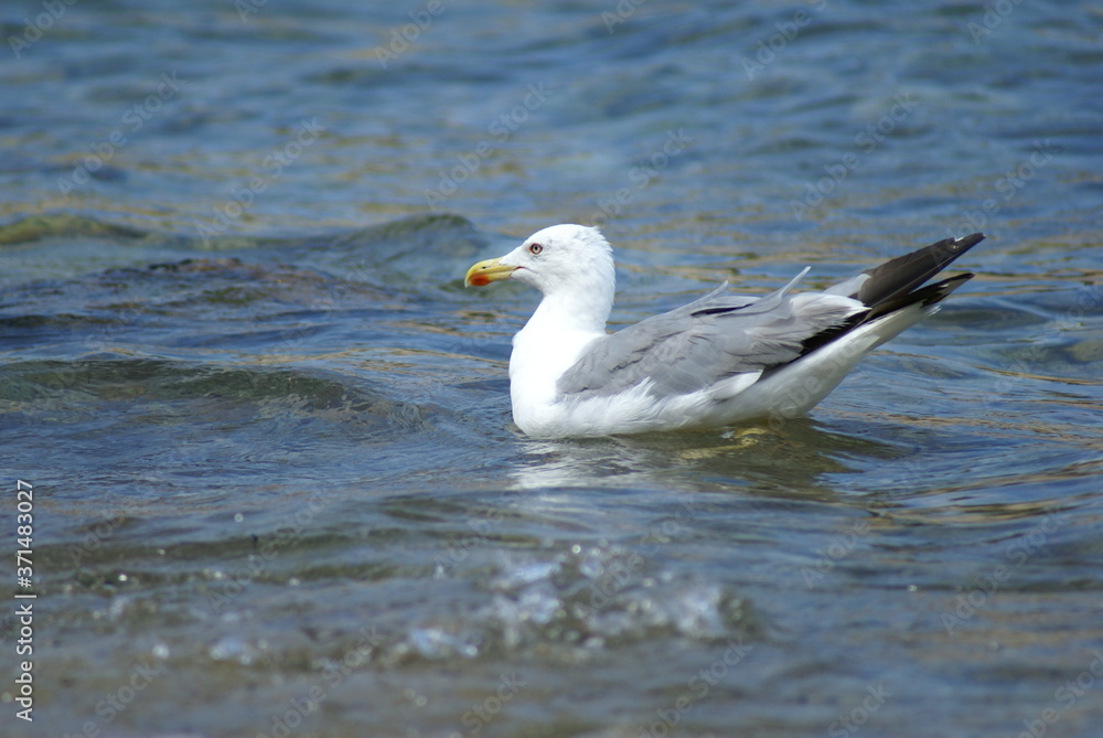 A seagull floating on the surface of the  sea