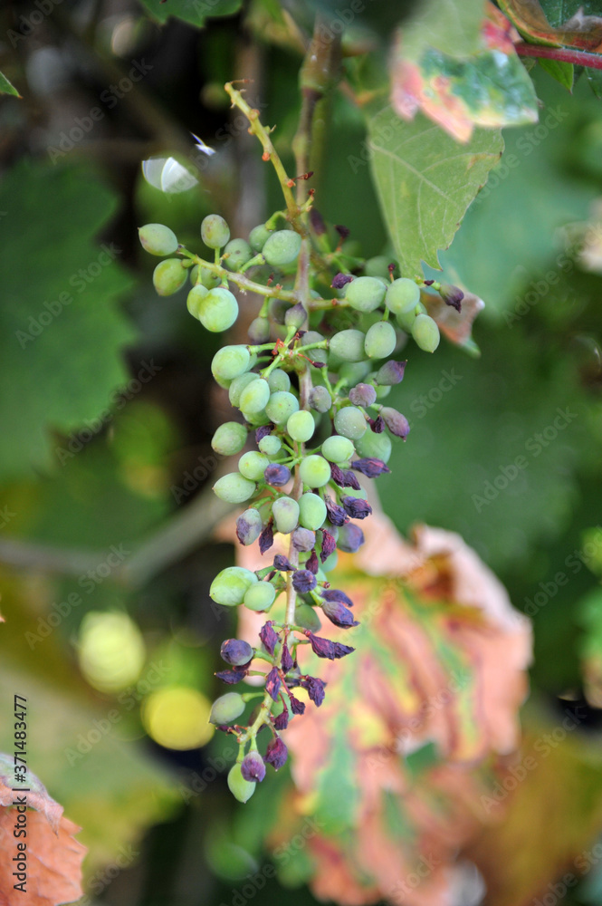 unripe bunches of grapes and leaves in the morning sun unripe bunches of grapes and leaves in the morning sun