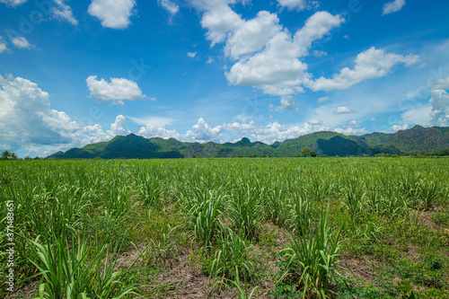 Field of young sugarcane plants