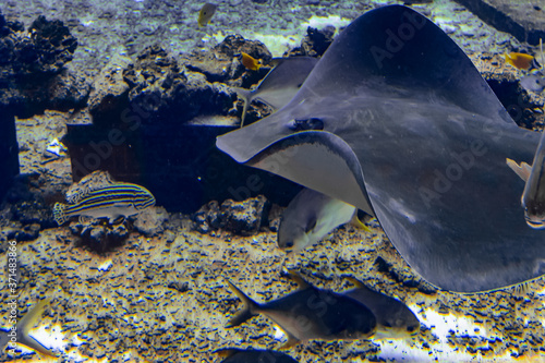 Sting ray swimming underwater. The short-tail stingray or smooth stingray (Bathytoshia brevicaudata) is a common species of sting-ray in the family Dasyatidae. Atlantis, Sanya, Hainan, China. © Evgeniy