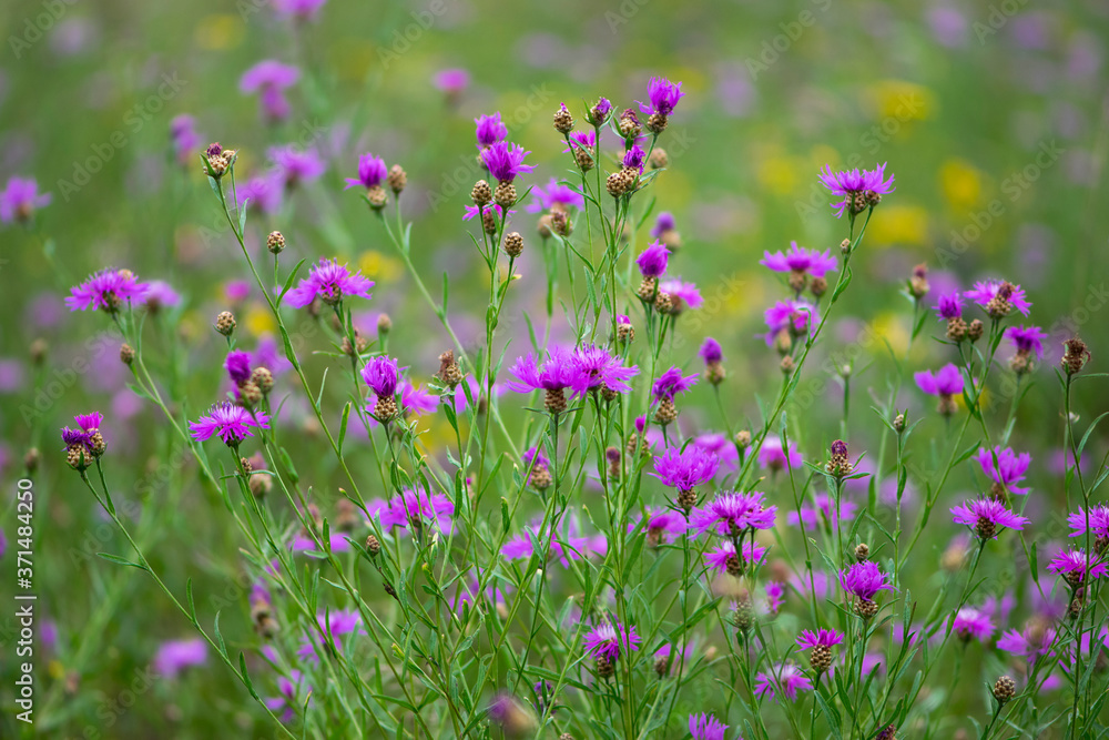 background of bright wildflowers in green grass
background of bright wildflowers in green grass