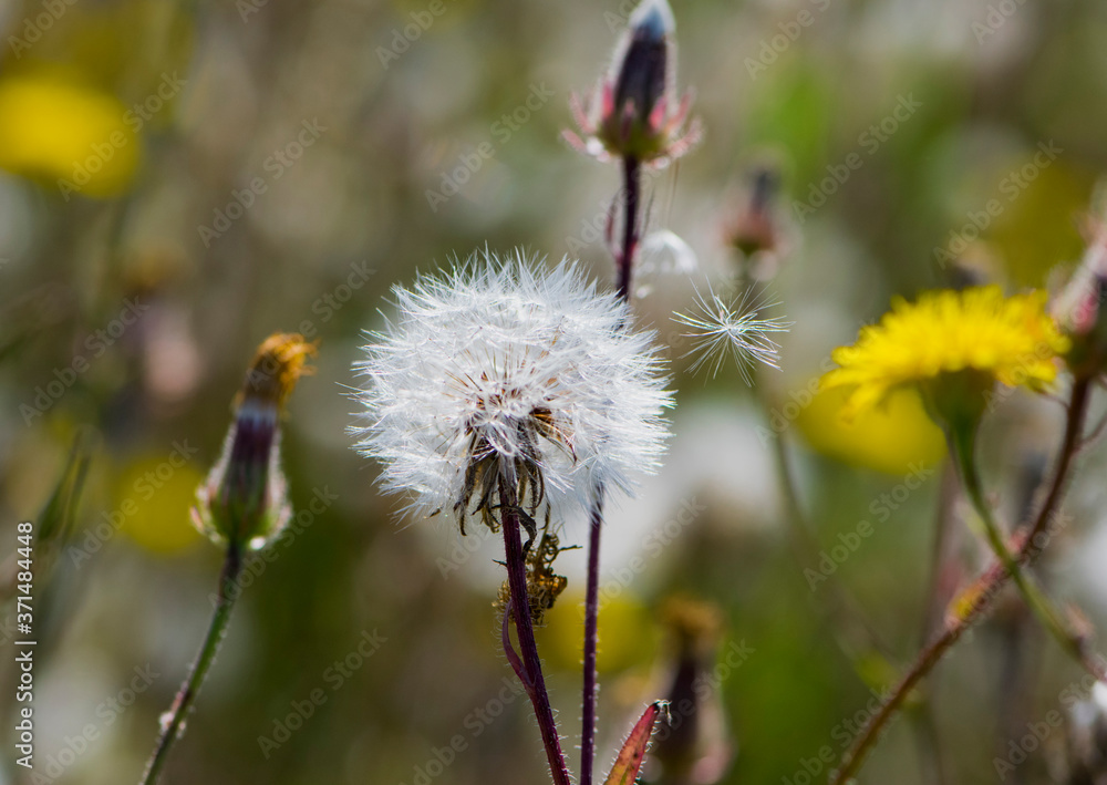 delicate dandelion and yellow flowers on a green background close-up
delicate dandelion and yellow flowers on a green background close-up