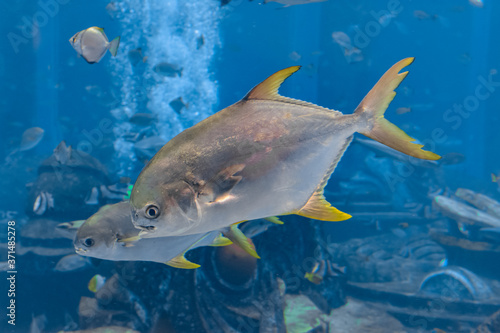 Trachinotus blochii or snubnose pompano in Atlantis, Sanya, Hainan, China.. Pompanos are marine fishes in the genus Trachinotus in the family Carangidae (better known as 