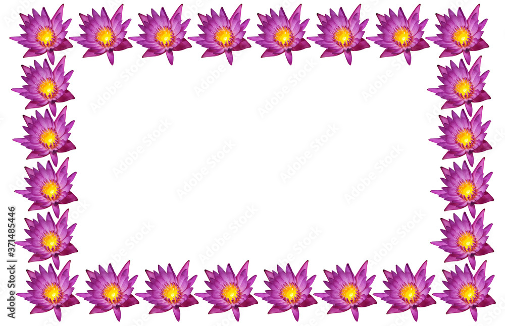 Close-up of the pollen purple lotus flowers blooming isolated on a white background,Ideal for use in the design fairly.