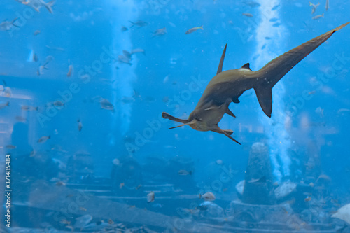 Hammerhead shark in the aquarium. The great hammerhead (Sphyrna mokarran) is the largest species of hammerhead shark, belonging to the family Sphyrnidae. Atlantis, Sanya, Hainan, China.