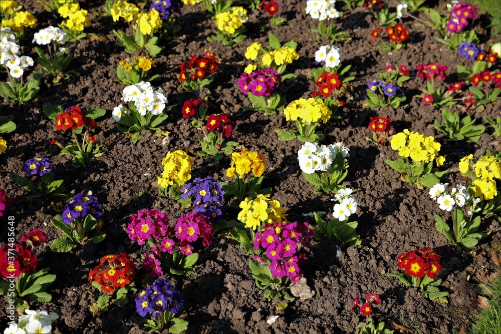 colorful flowers in the garden colorful flowers in the garden