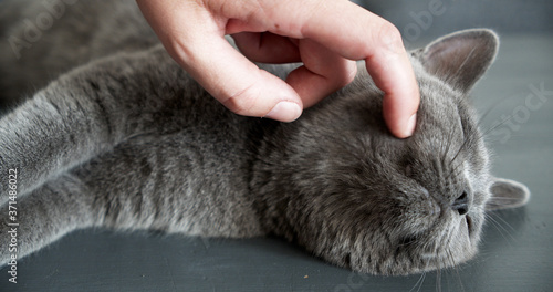 Beautiful British shorthair cat is petted