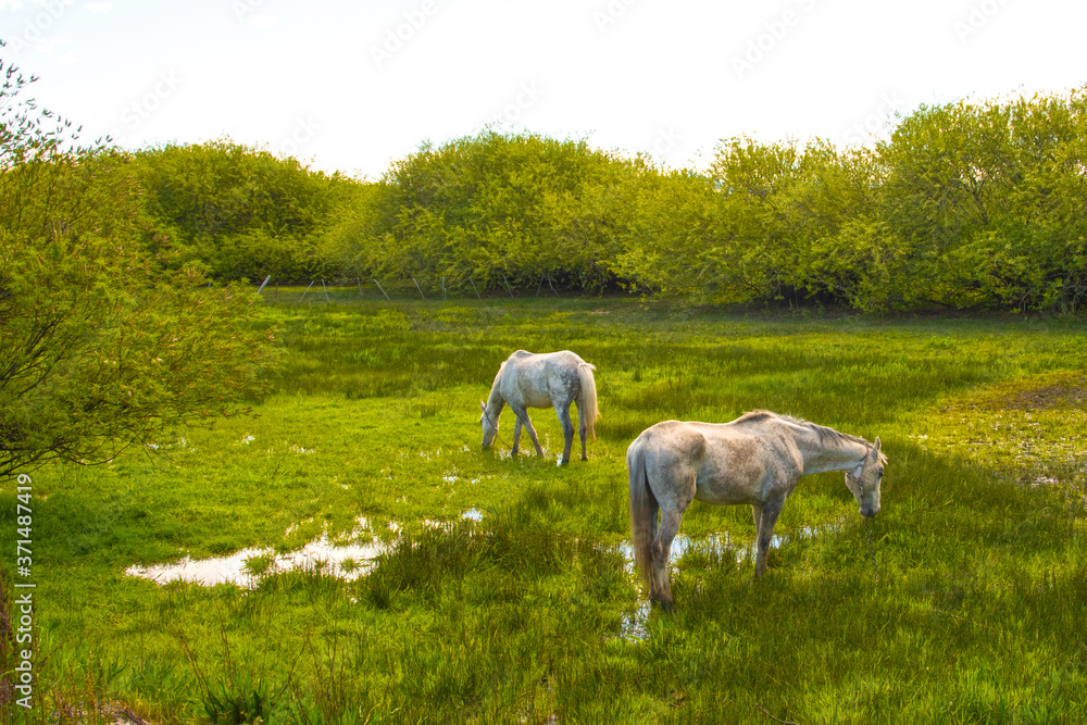 Zwei grasende weiße Pferde auf grüner Wiese mit Wasserlachen.
