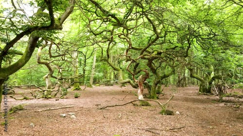 Gnarly beech trees in forest called Trollskogen in southern Sweden on a summer day