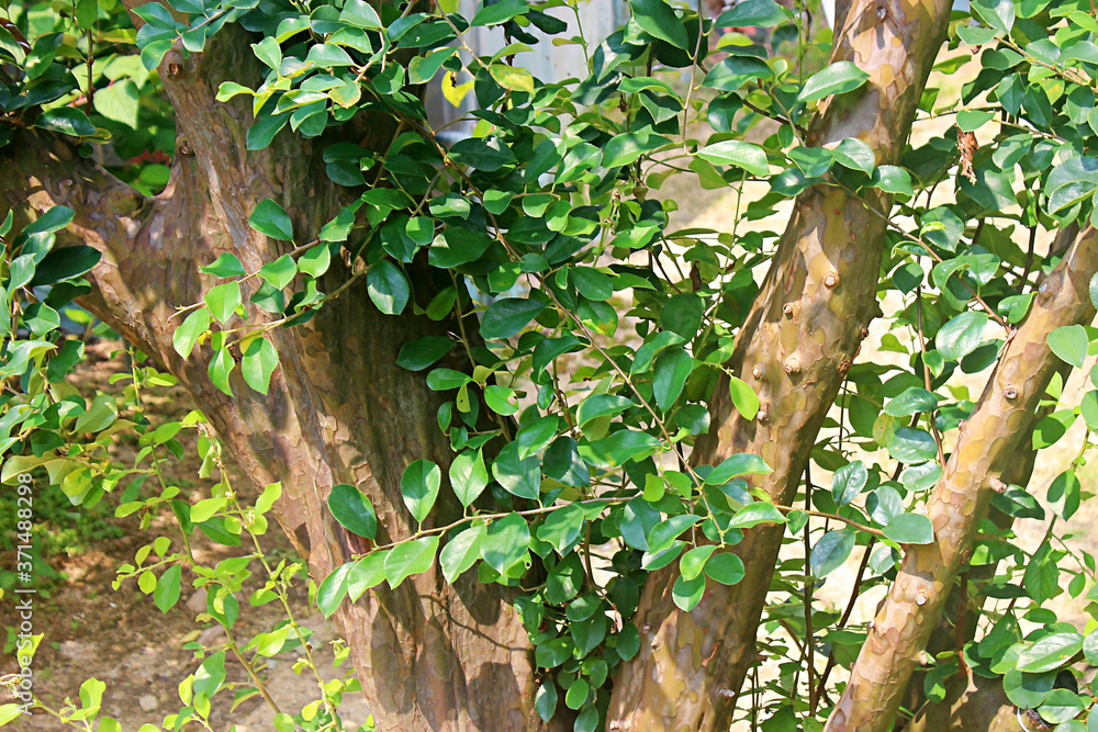 Fototapeta premium 나무가지 잎