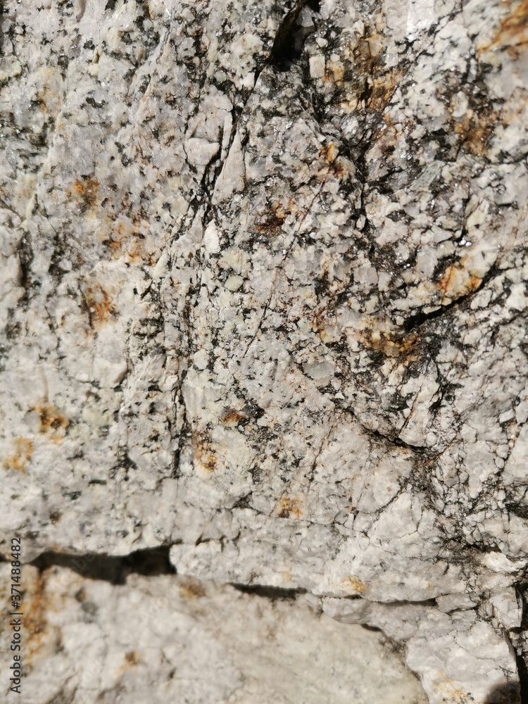bark of a tree bark of a tree