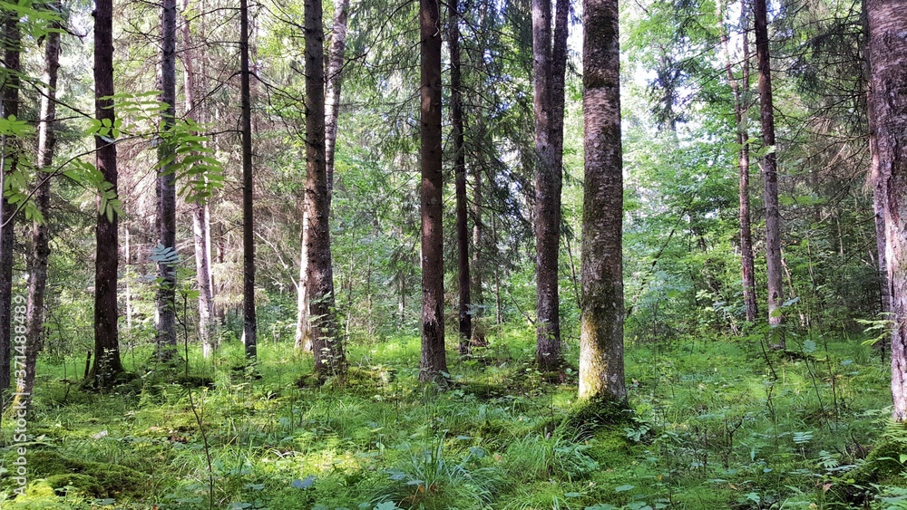 A fabulous natural environment in a mixed forest: birch and spruce, leaves and needles, grass and moss, light and shade ... An incredible palette of colors, smells and impressions.