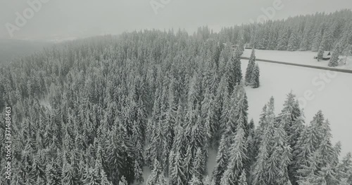 Aerial View of a Snow Covered Coniferous Forest on a Foggy Day In the Mountains in the Winter