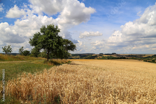 Golden ears of wheat growing in the field