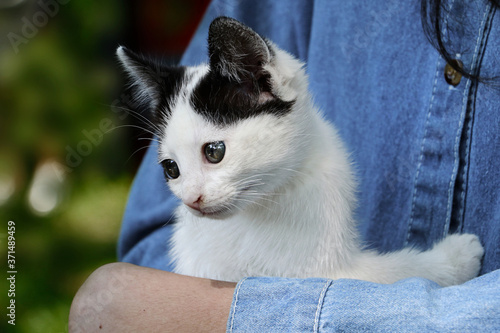 Not a purebred kitten lies in the hands of its owner.Young girl in a denim t-shirt holding her cat,outdoor.