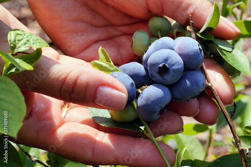 Blueberry with huge fruits of the Darrow variety. A bunch of fruit in a woman's hand. photo