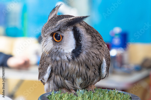 View of a White-faced Owl, Worcestershire, UK photo