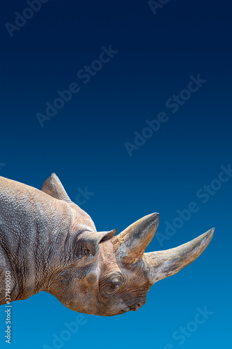 Cover page with portrait of huge African rhino with a big horn at blue gradient background aka blue sky in Africa with copy space for text © neurobite