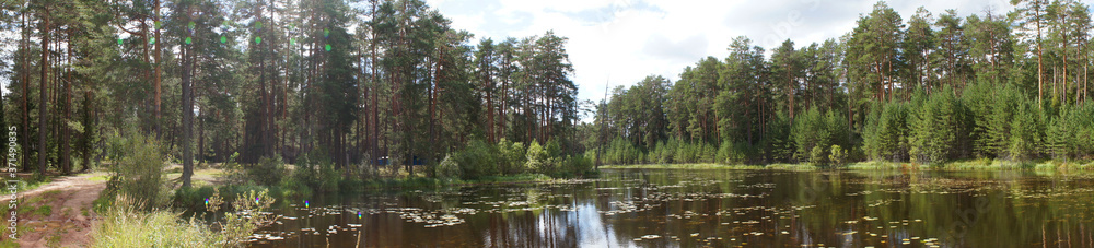 Pine forest and river panorama. Beautiful park with sun rays. Natural light without filters. Wide format.DSC