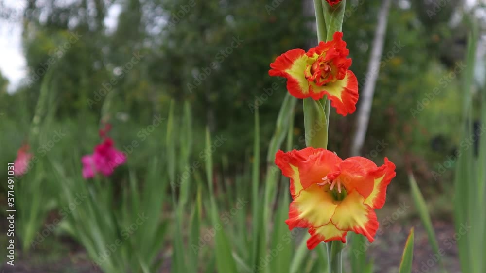orange and yellow gladiolus in the garden in the wind orange and yellow gladiolus in the garden in the wind