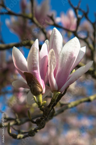 Magnolia blossom, Worcester, Worcestershire, UK