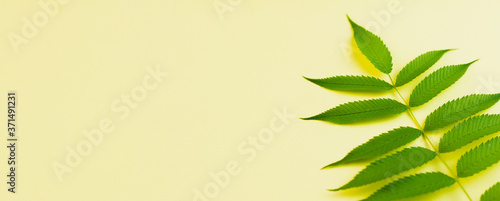 A thin twig with broad-leaved green leaves on a bright yellow background. Photo banner. View from above. Place for your text.