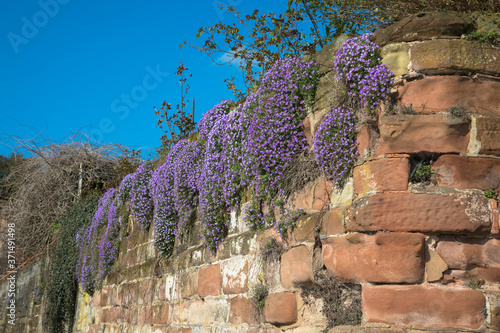 Canvas Print Aubretia (rock cress) cascading over an old stone block wall with a blue sky, Wo