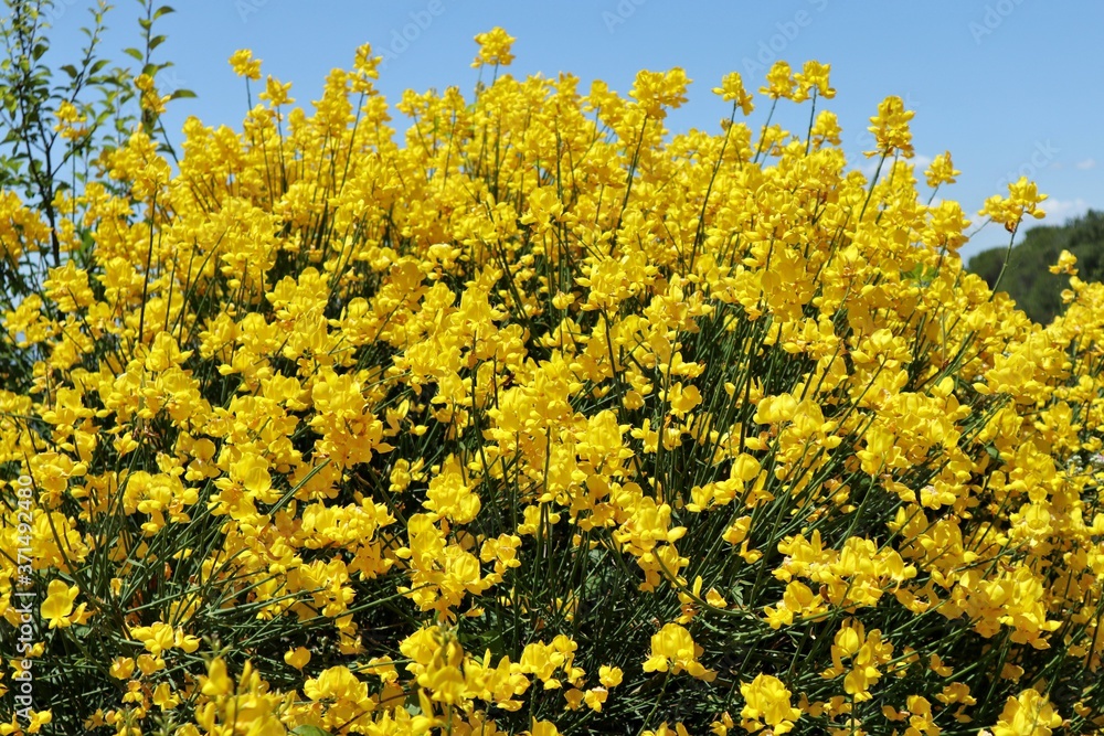 Fototapeta premium Pesche - Ginestra in fiore