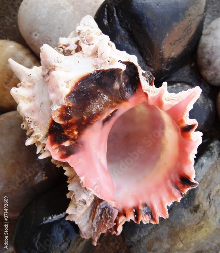 A regal murex rock snail (Hexaplex regius) from Lobos Islands, Peru – phoenicia purple, a natural dye can be extracted from them photo