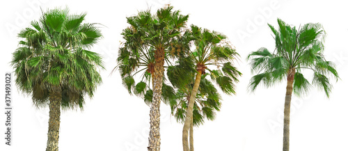 palms on white background collection
