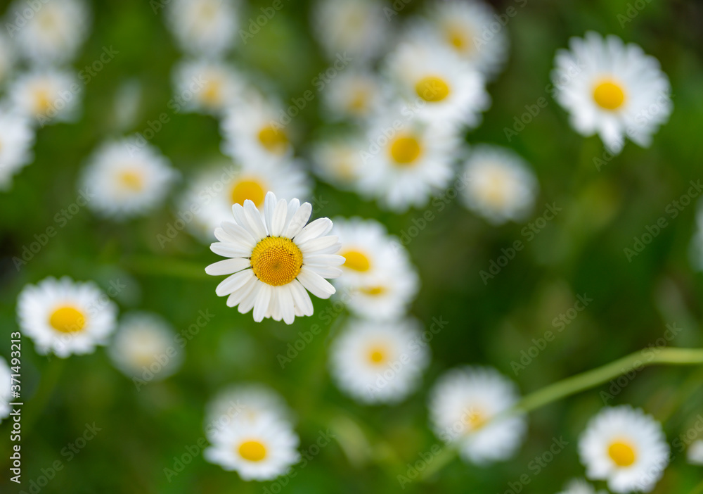 Gänseblümchen (Bellis perennis), Maßliebchen, Tausendschön Gänseblümchen (Bellis perennis), Maßliebchen, Tausendschön